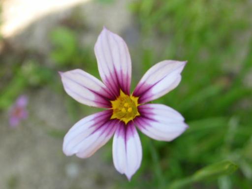 公園内の雑草も可愛い花 花咲か爺