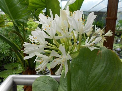 咲くやこの花館 熱帯雨林植物室の花 花咲か爺