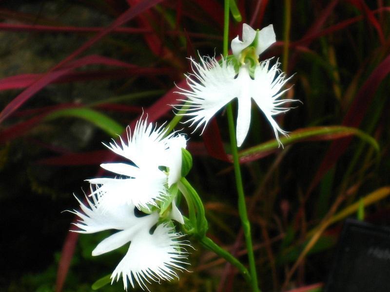 新品未使用 高山に咲く花 Www Estanciadopampa Com Br
