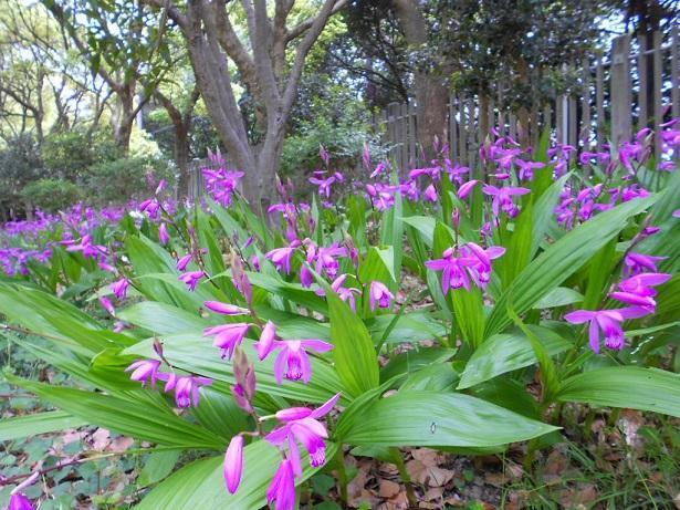 シランの白い花やミヤマオダマキなど: 花咲か爺