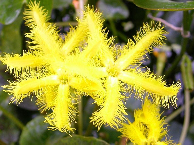 咲くやこの花館 熱帯雨林植物室の花 花咲か爺