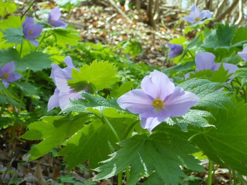 金剛山の遅い春（花を探して）: 花咲か爺