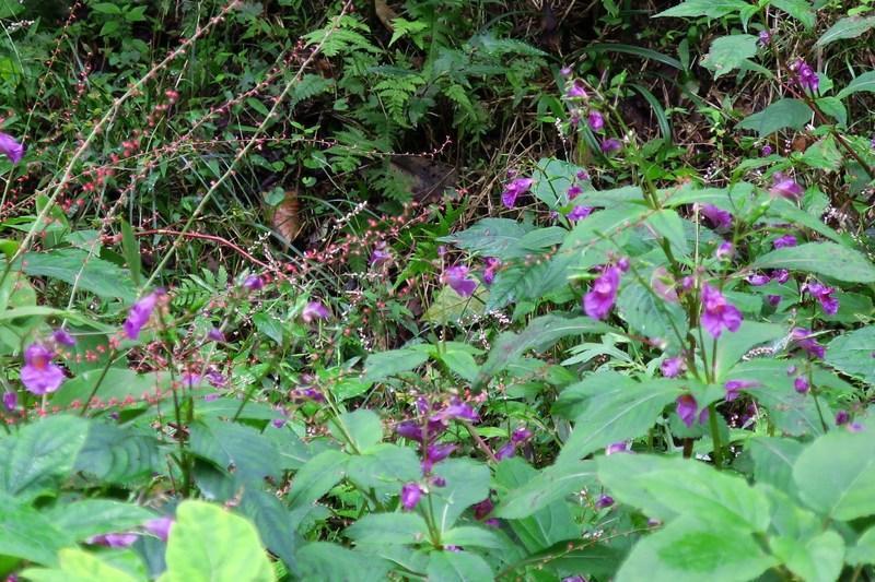 秋の草花 ツリフネソウやサクラタデなど 色々 花咲か爺