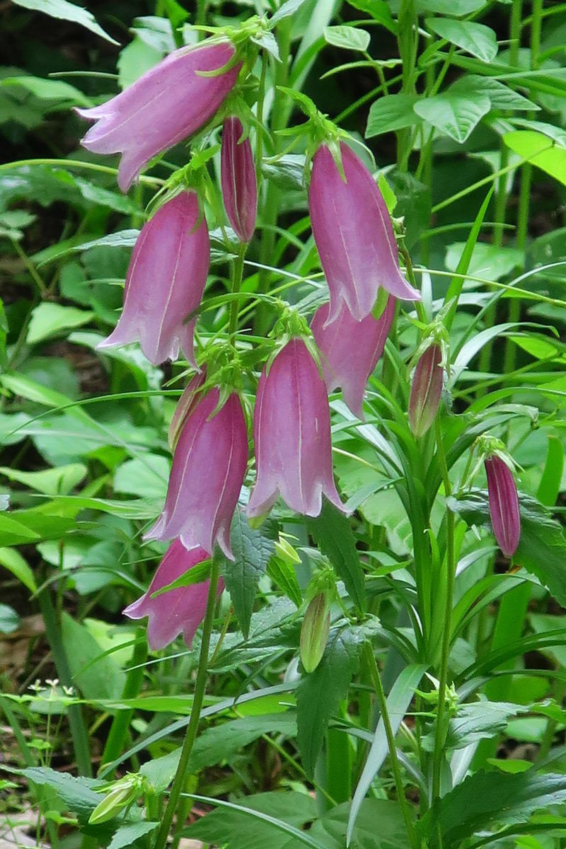 はなぶんの花 ホタルブクロ ユキノシタなど 花咲か爺